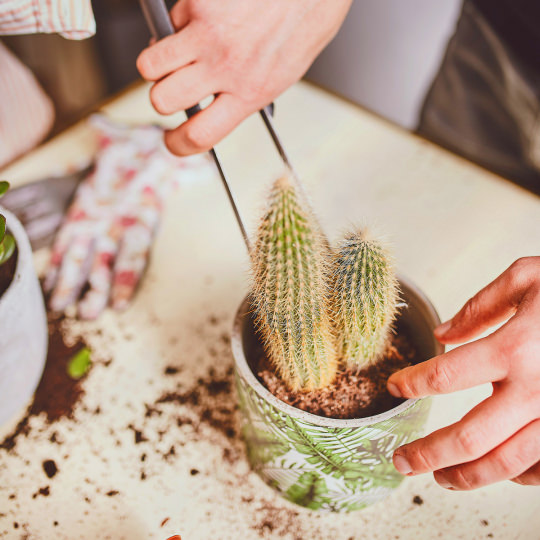 herstel Voor u Thermisch Hoe verpot je jouw cactus? Volg ons praktische stappenplan!
