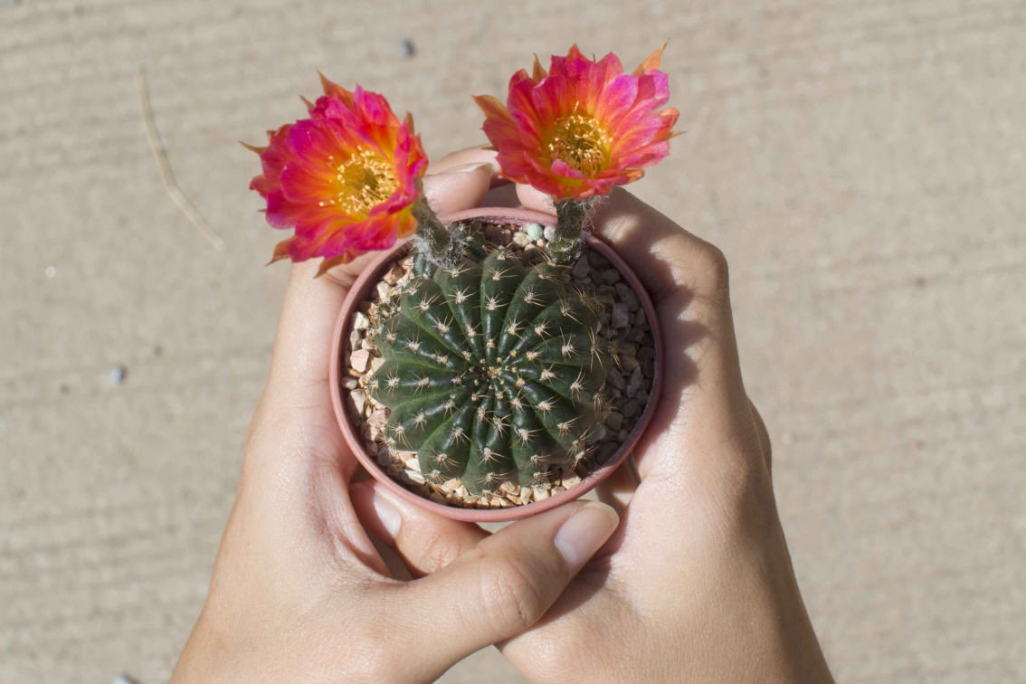 familie Koopje dief Vijf mythes over cactussen onder de loep : wij weerleggen ze