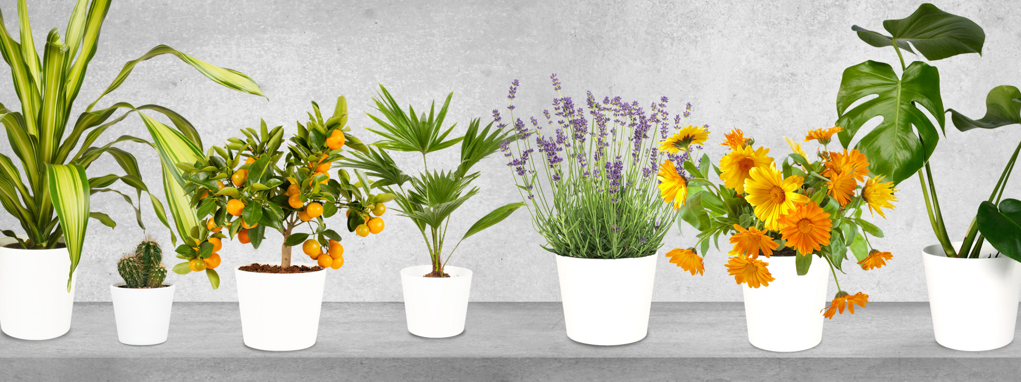 BIOVITA Geëxpandeerde kleigranulaat voor drainage, 8-16 mm, geëxpandeerde kleigranulaat voor kamerplanten, 5 liter