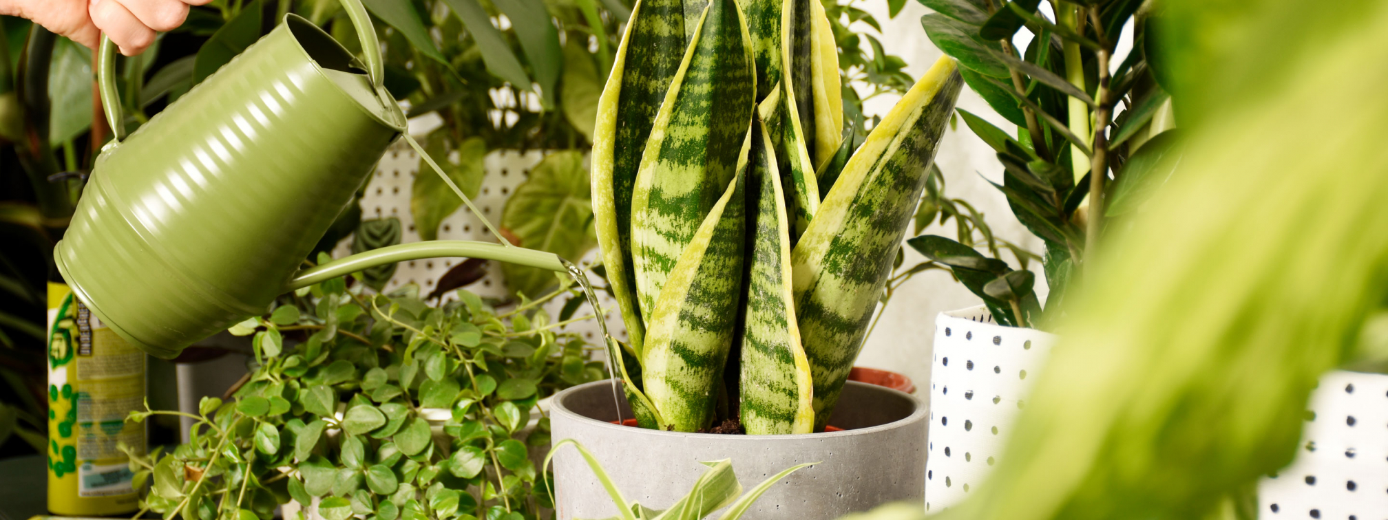 Kamerplanten correct water geven enkele handige tips