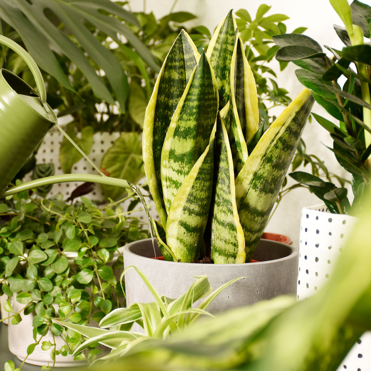 Kamerplanten correct water geven : enkele handige tips Kamerplanten Correct Water Geven : Enkele Handige Tips