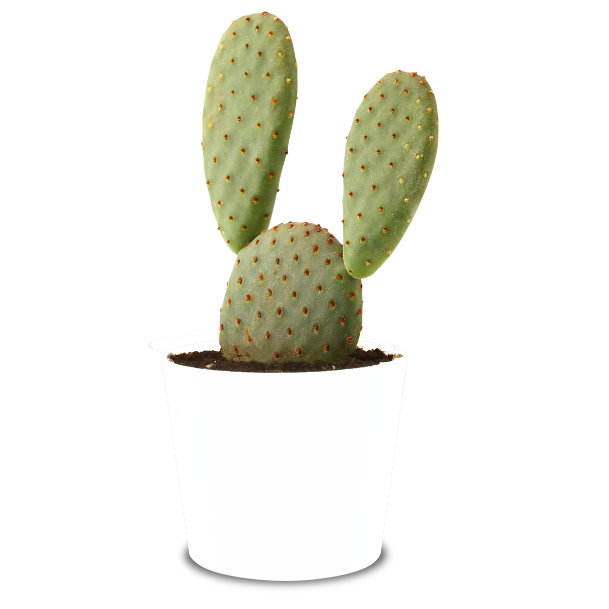 Vijgcactus verpotten en verzorgen met Undergreen : ontdek onze tips