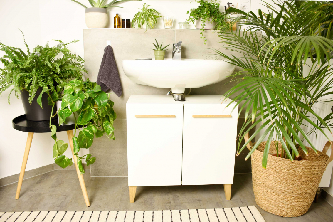 korting Stout kunst De 10 populairste kamerplanten voor je badkamer : ontdek ze hier