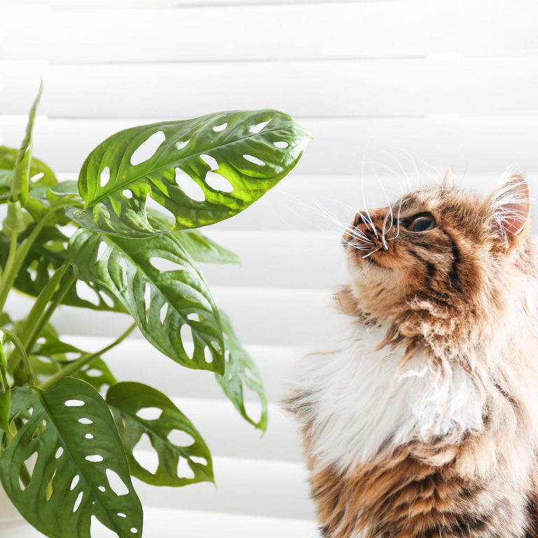 Hanenkam of Celosia : tips voor een perfect onderhoud