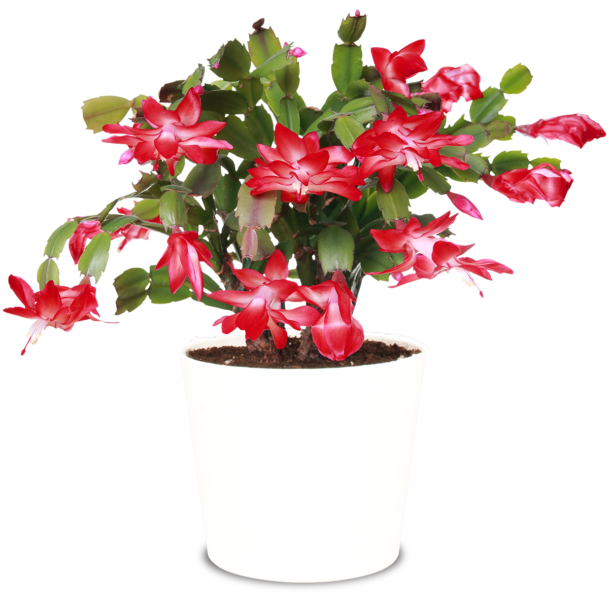 Plantenportret kerstcactus : alles over de aanplanting en verzorging