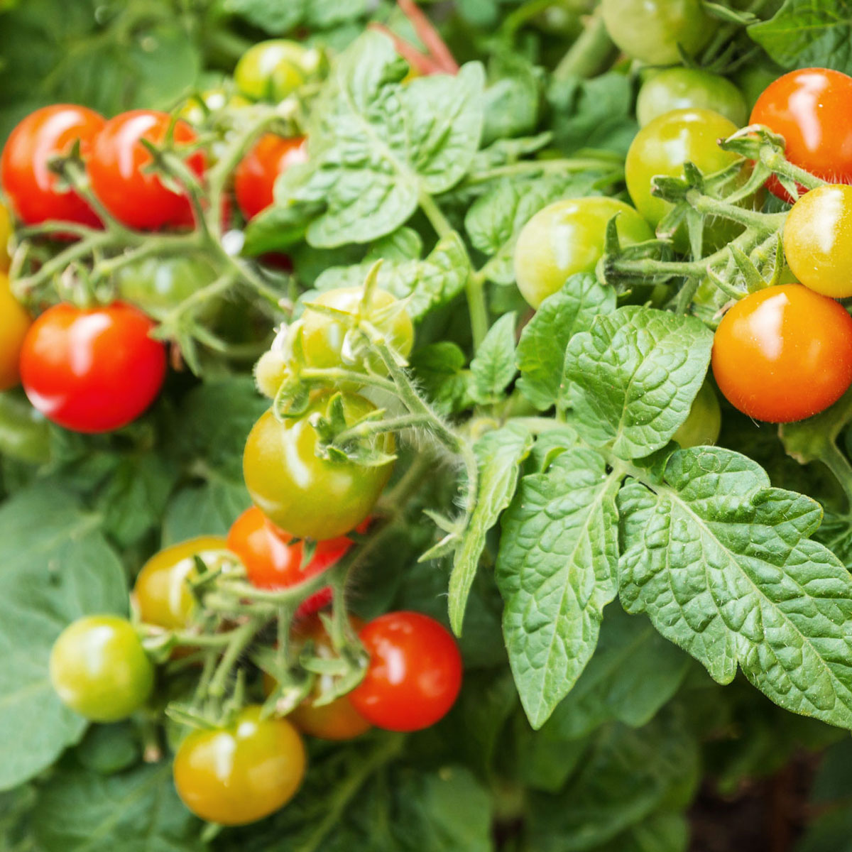 Leidingen Heb geleerd Kwaadaardig Verzorging van tomatenplanten : geniet van een rijke en smakelijke oogst