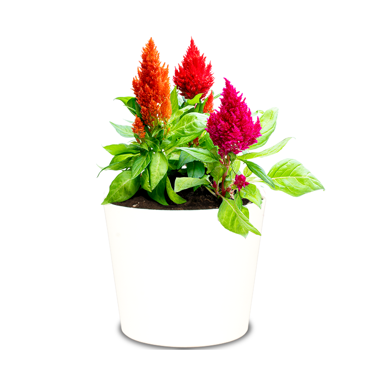 Hanenkam of Celosia : tips voor een perfect onderhoud