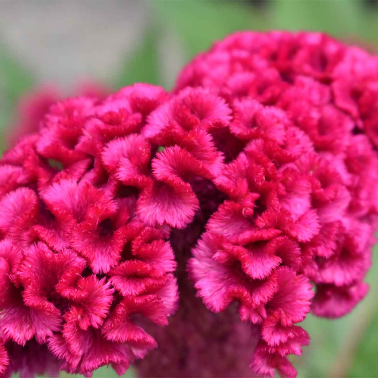 Hanenkam of Celosia : tips voor een perfect onderhoud