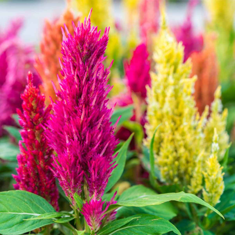 Hanenkam of Celosia : tips voor een perfect onderhoud