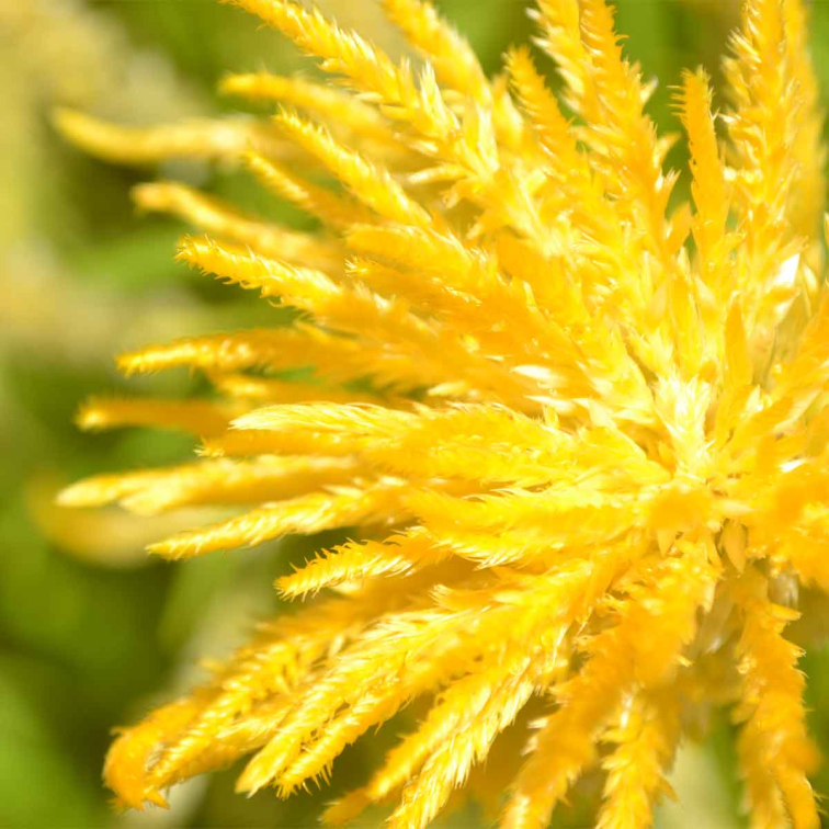 Hanenkam of Celosia : tips voor een perfect onderhoud