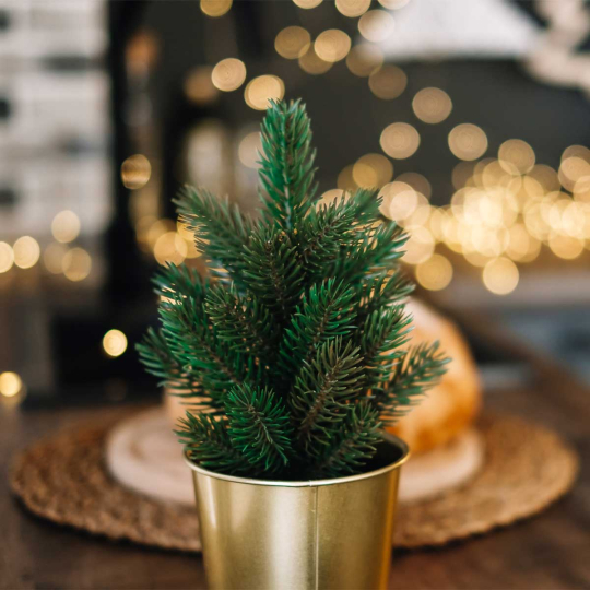 pastel Skim Mogelijk De ideale verzorging van je kerstboom in pot l Undergreen by COMPO
